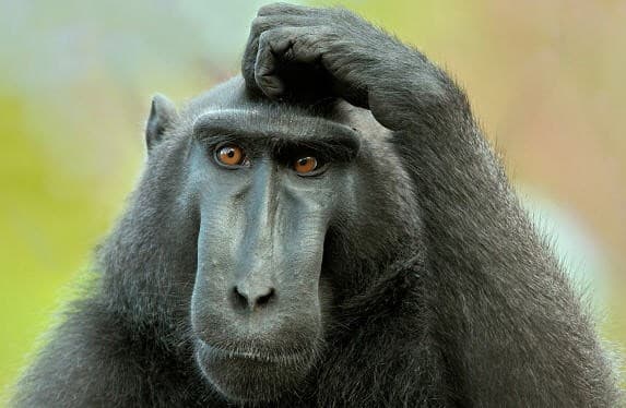 What is a Blockchain Anyway?